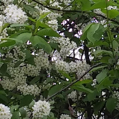 Chokecherry tree blooms