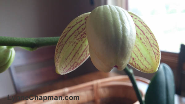 orchid bud