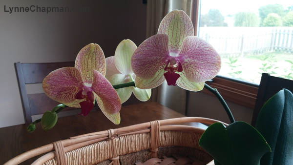 orchid with three blooms