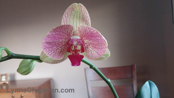 orchid bloom 